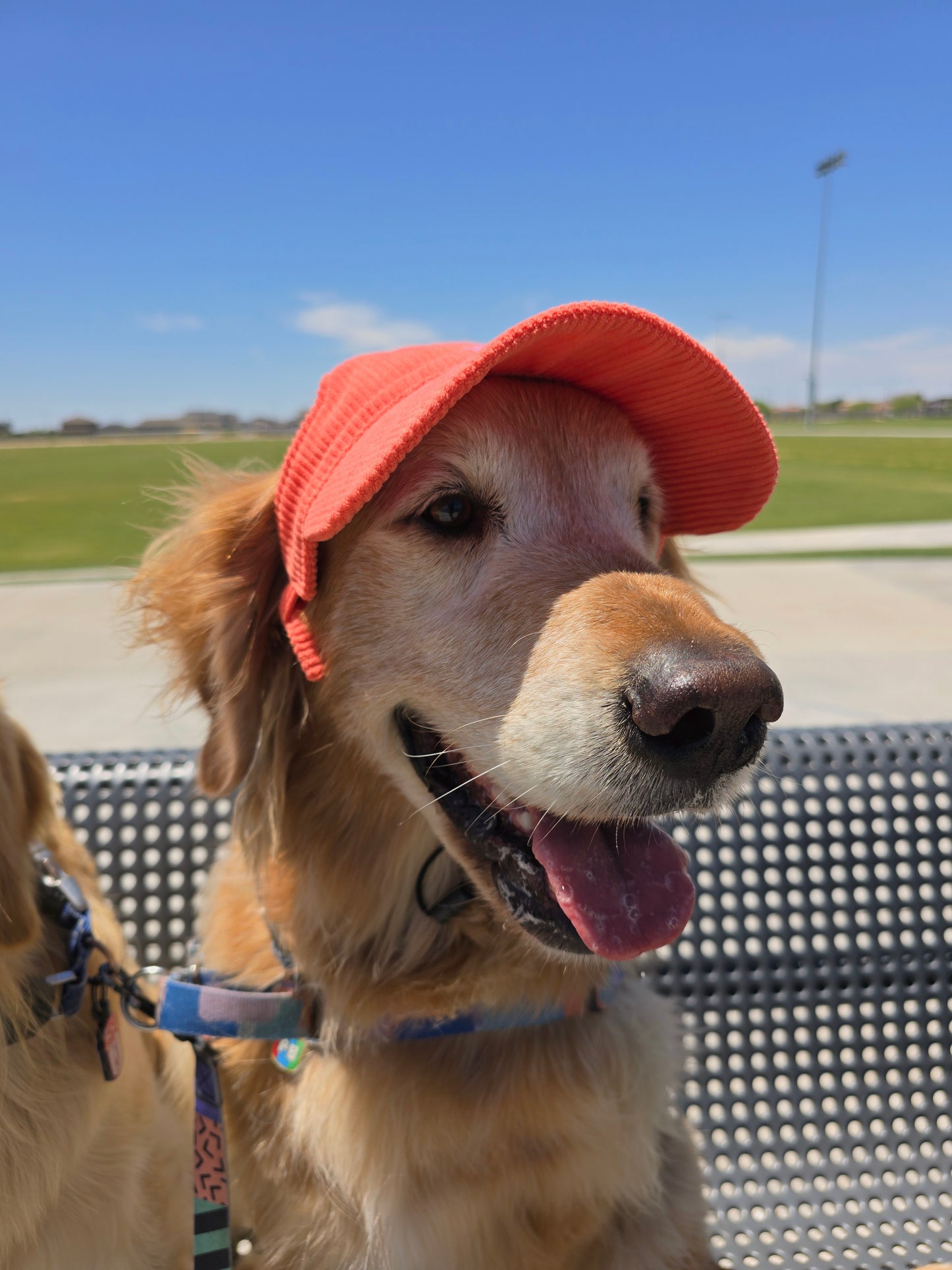 Outdoor Dog Hat