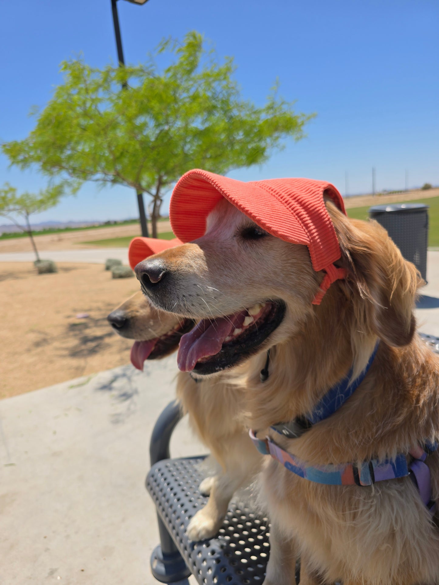 Outdoor Dog Hat