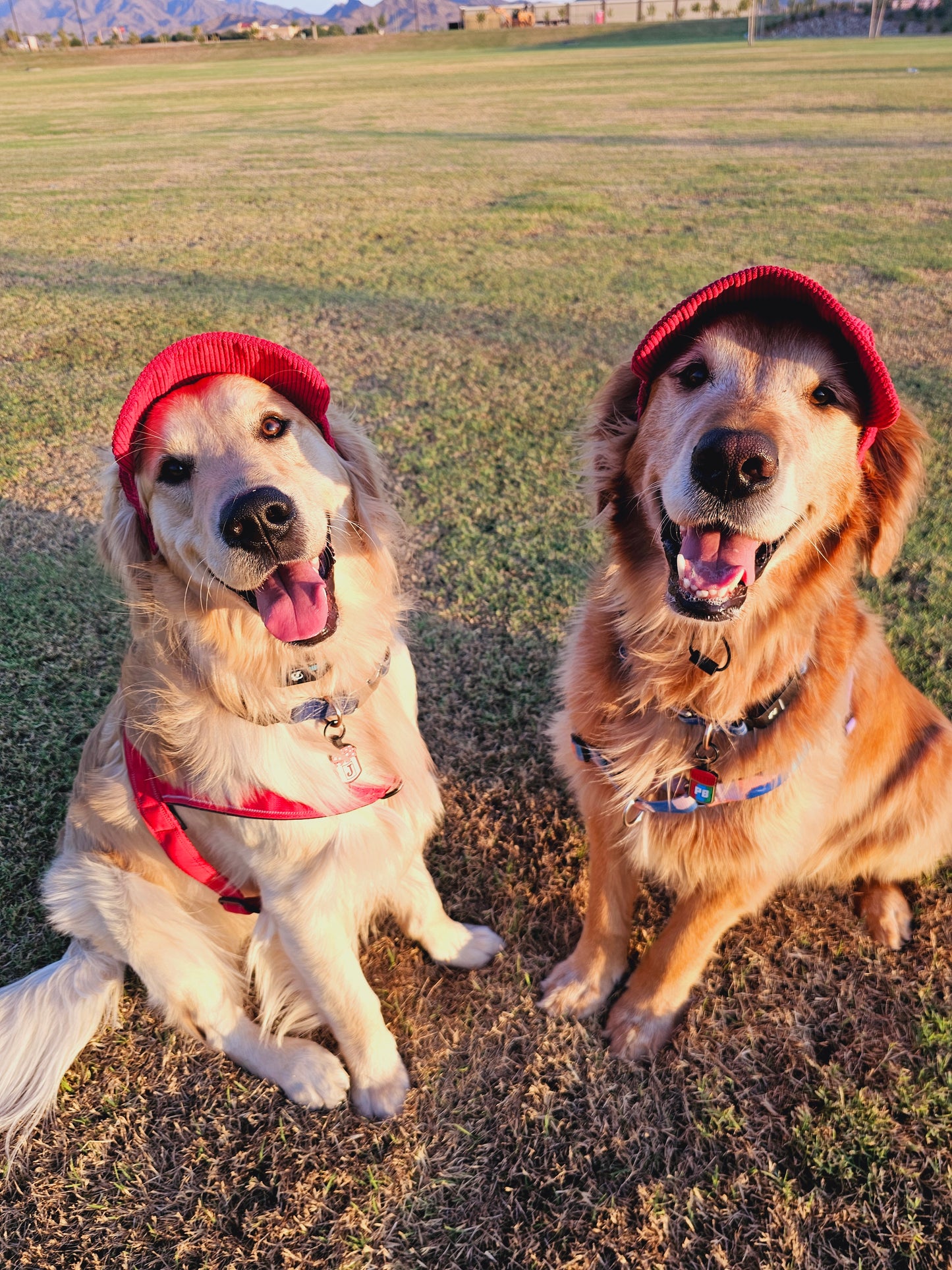 Outdoor Dog Hat