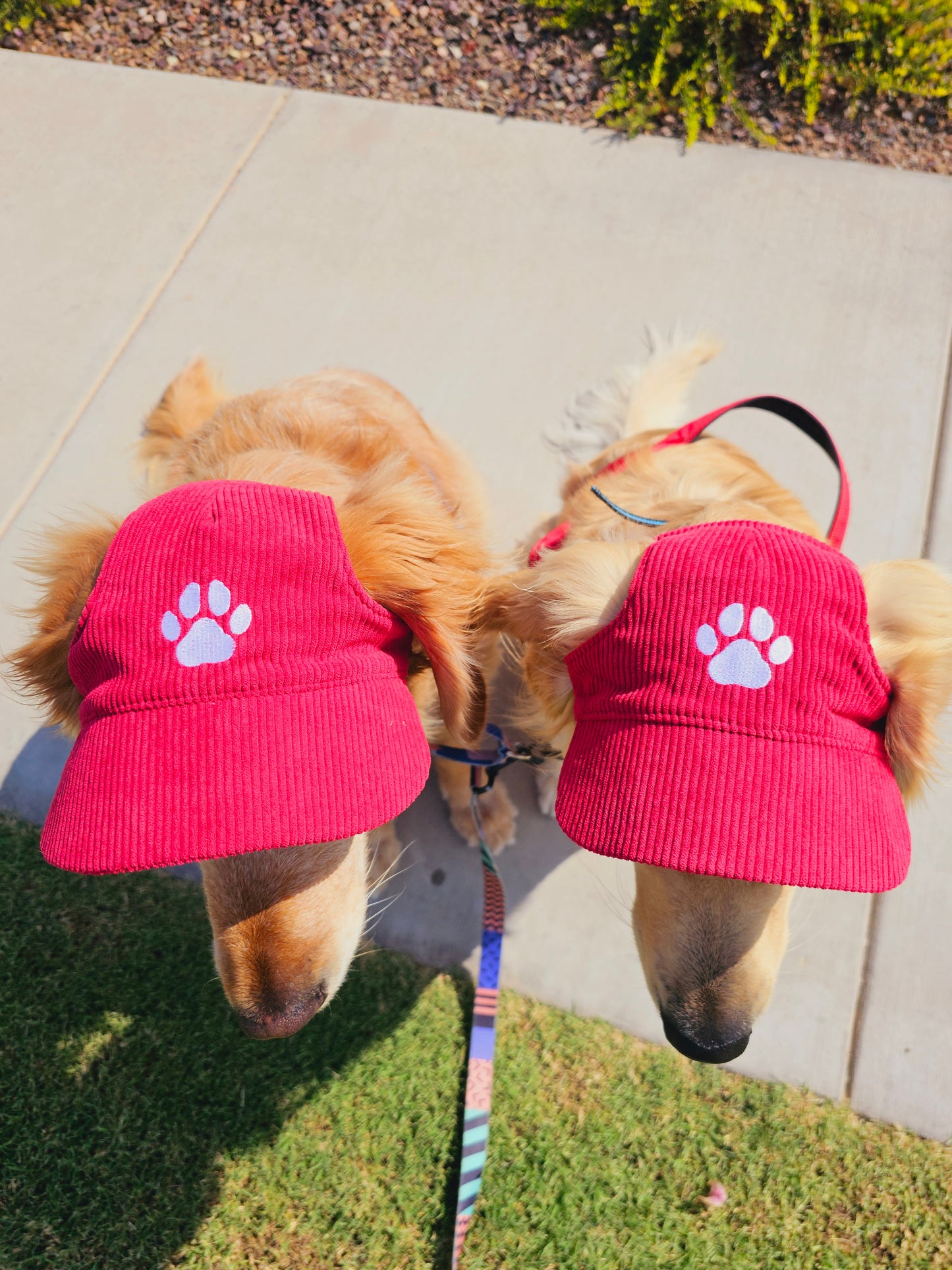 Outdoor Dog Hat