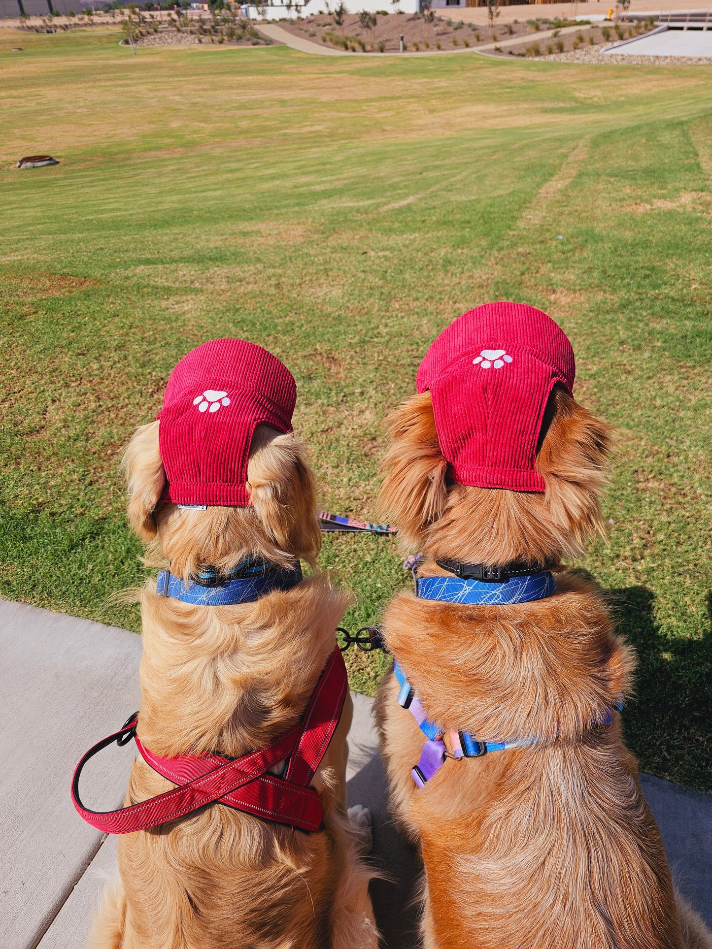 Outdoor Dog Hat