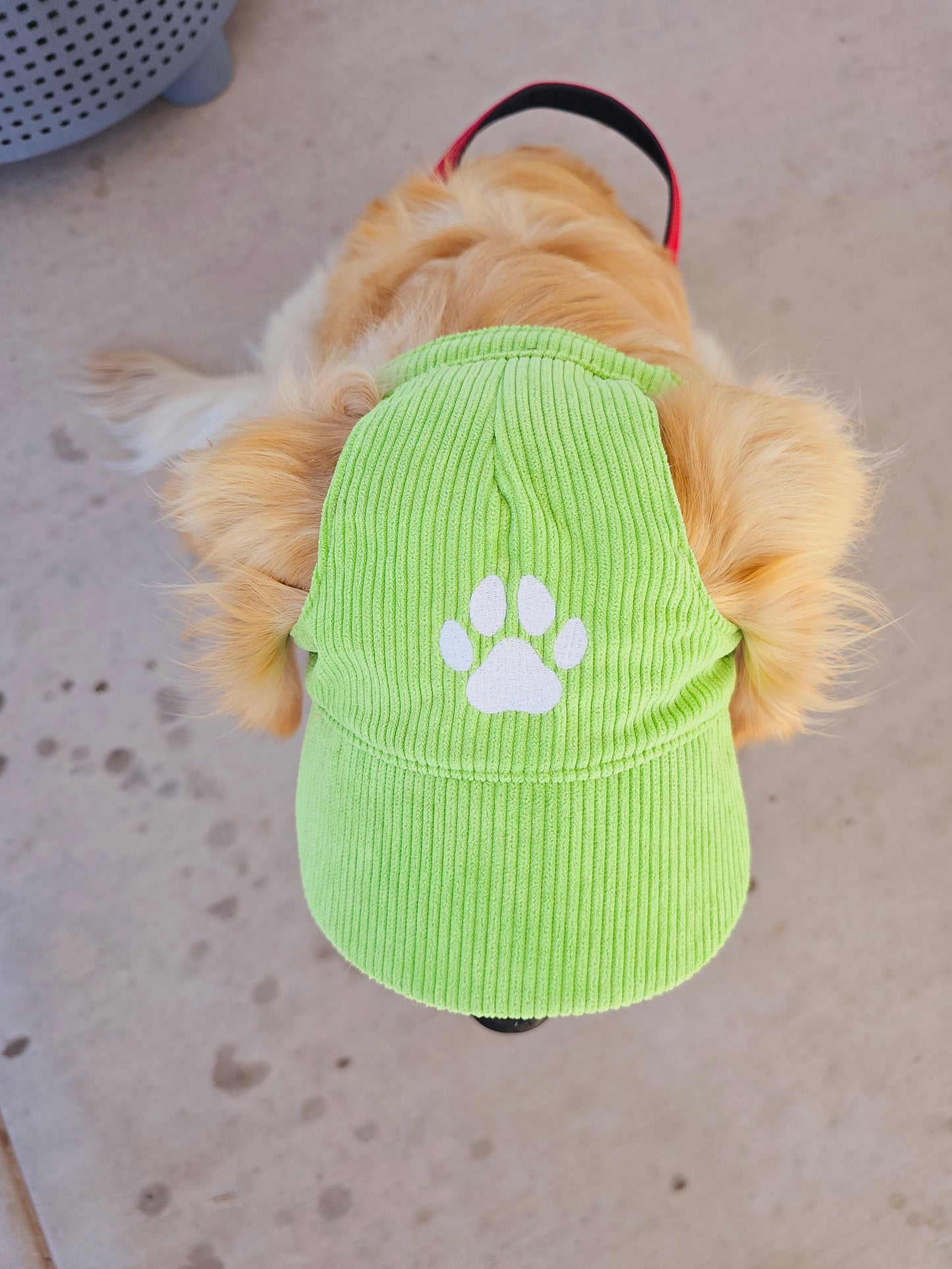 Outdoor Dog Hat