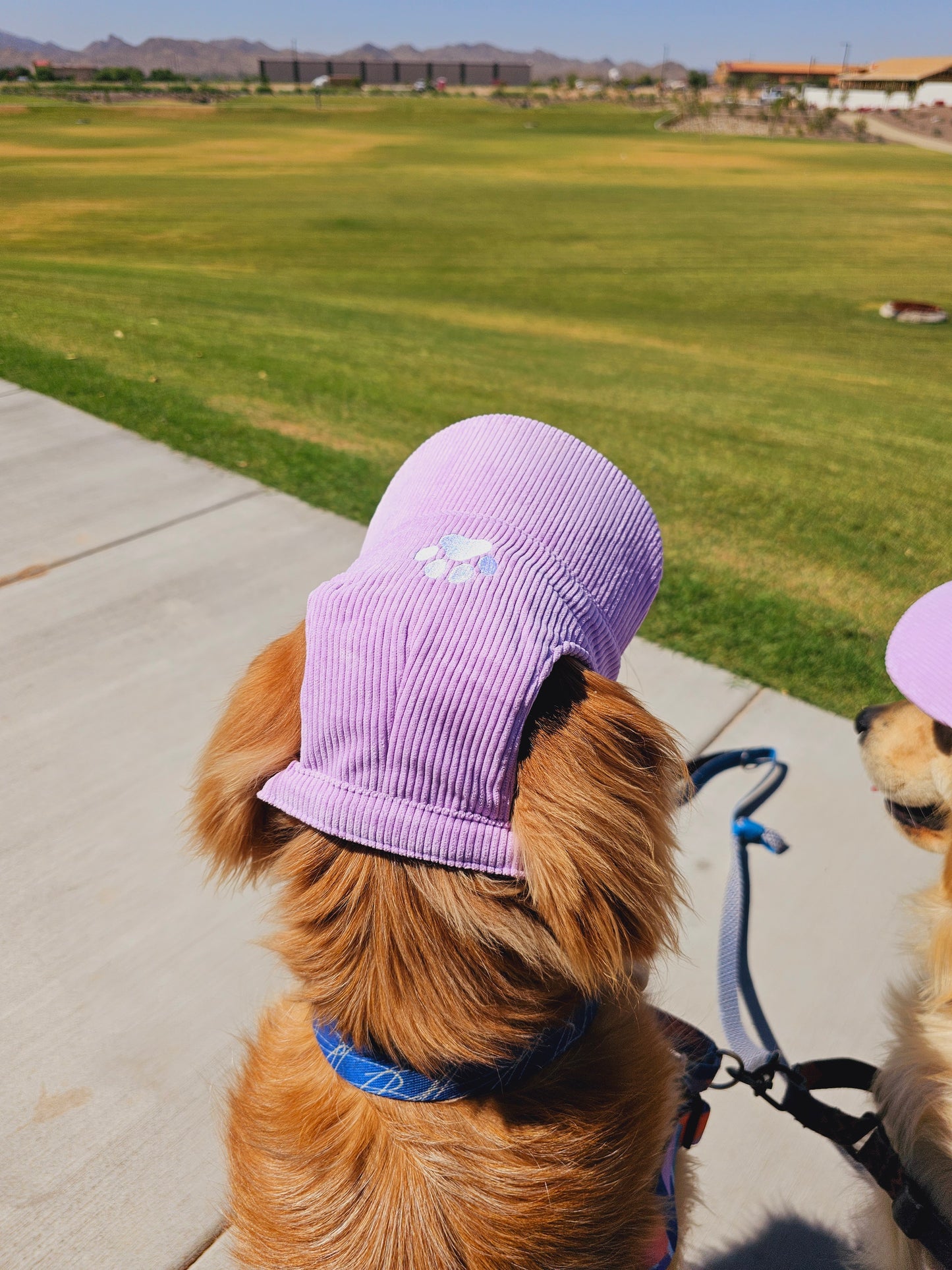 Outdoor Dog Hat