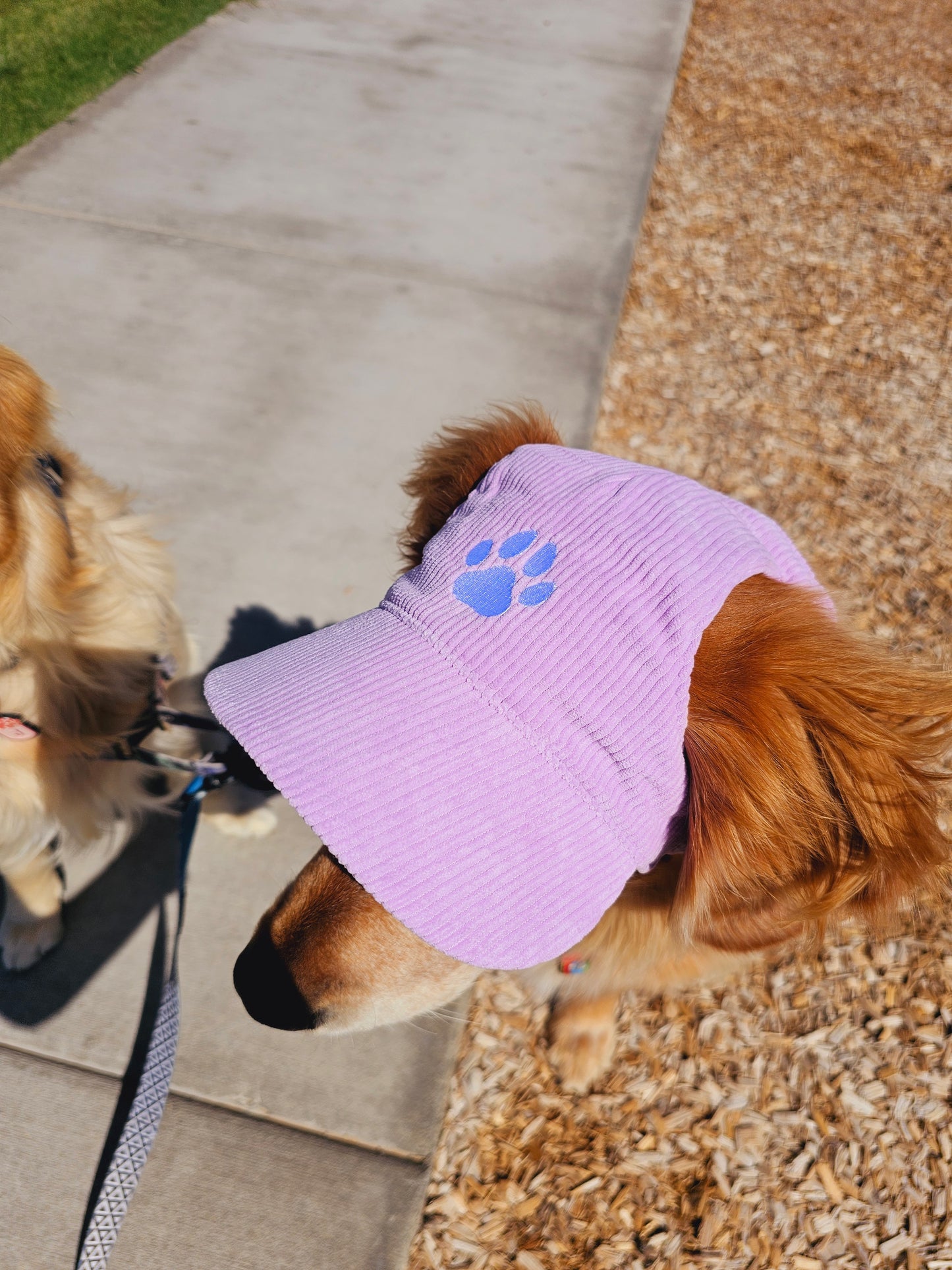 Outdoor Dog Hat