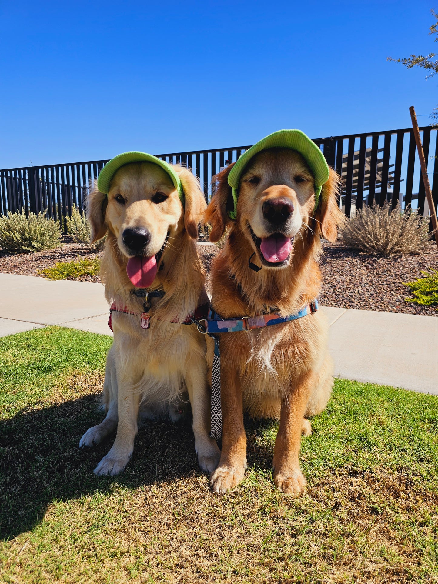 Outdoor Dog Hat