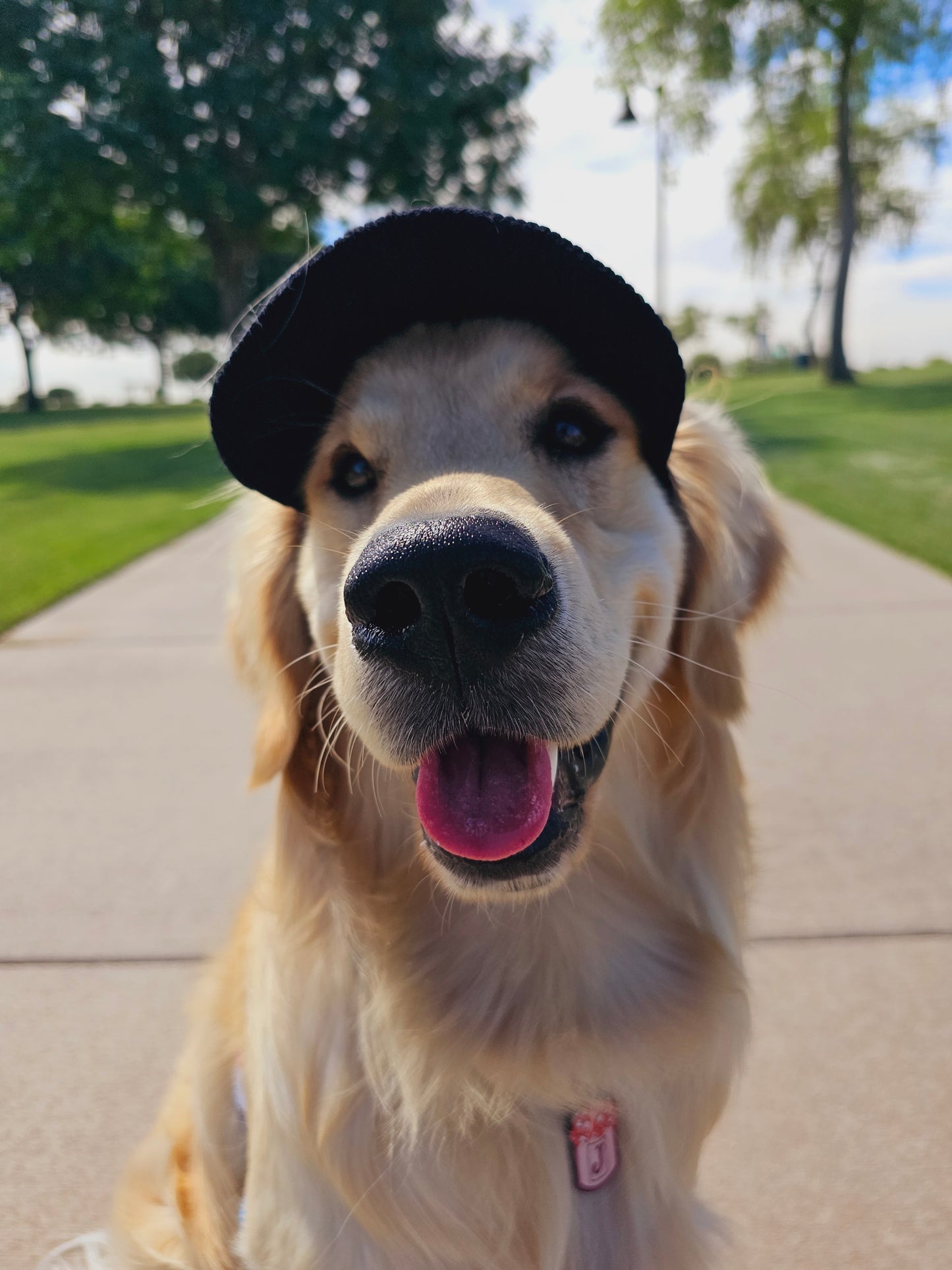 Outdoor Dog Hat